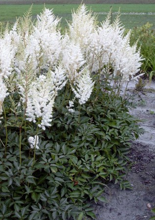 АСТИЛЬБА Diamant